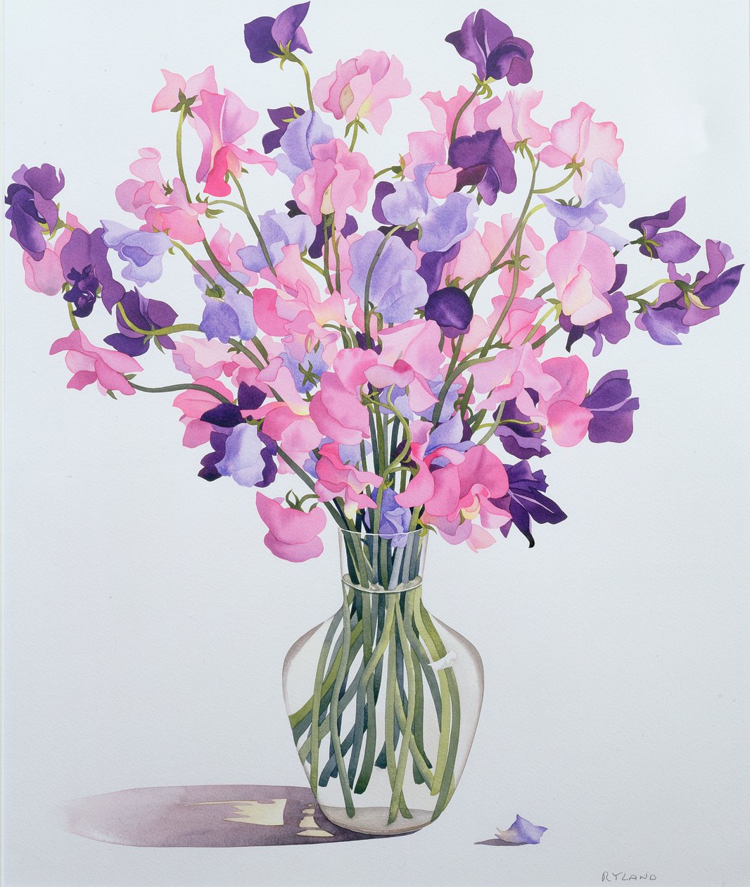 Sweetpeas, 2007 (wc på papir) av Christopher Ryland