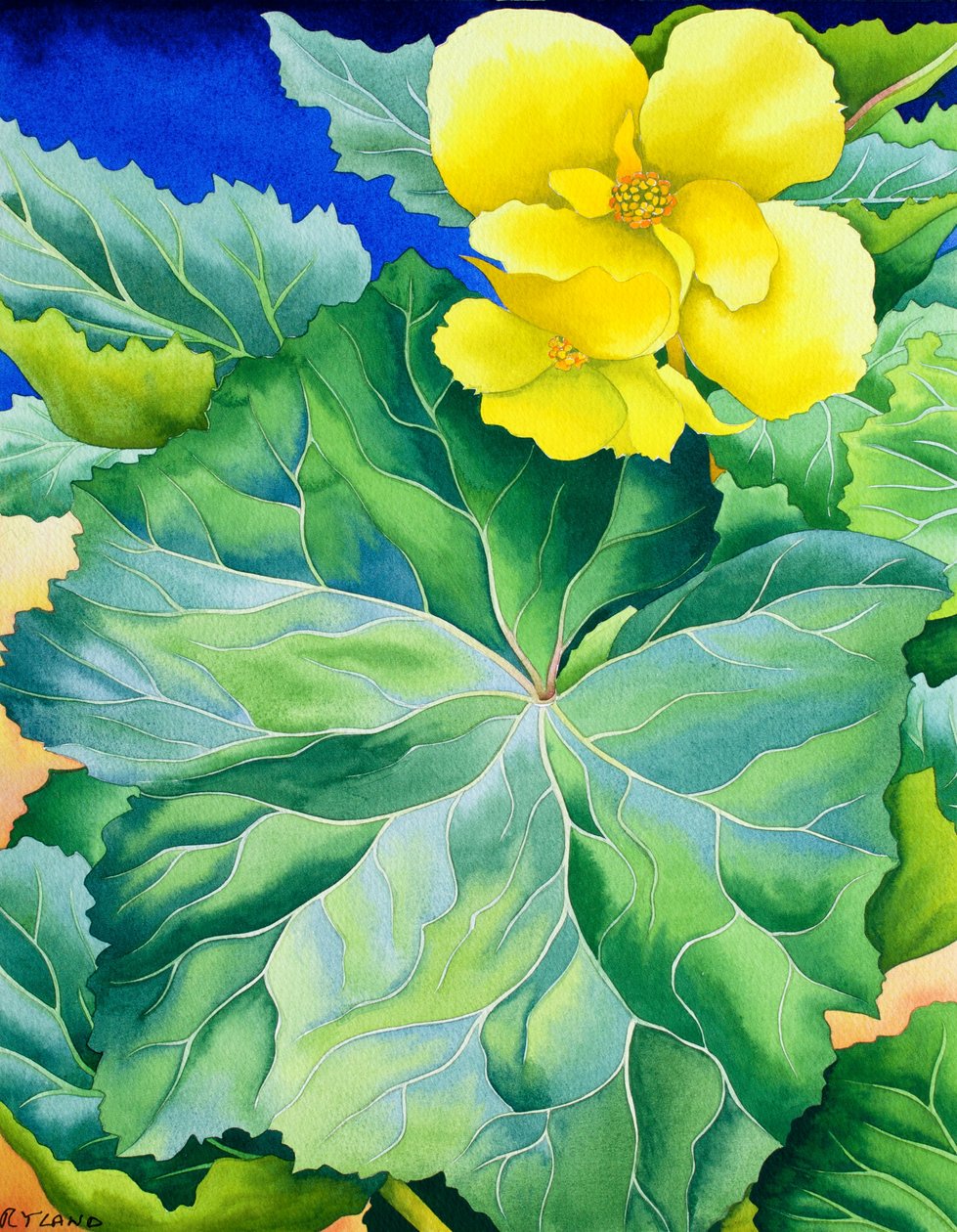 Gul Begonia av Christopher Ryland