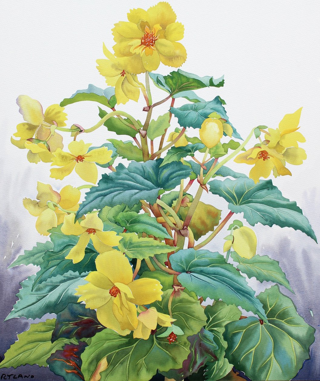 Gul Begonia 2 av Christopher Ryland