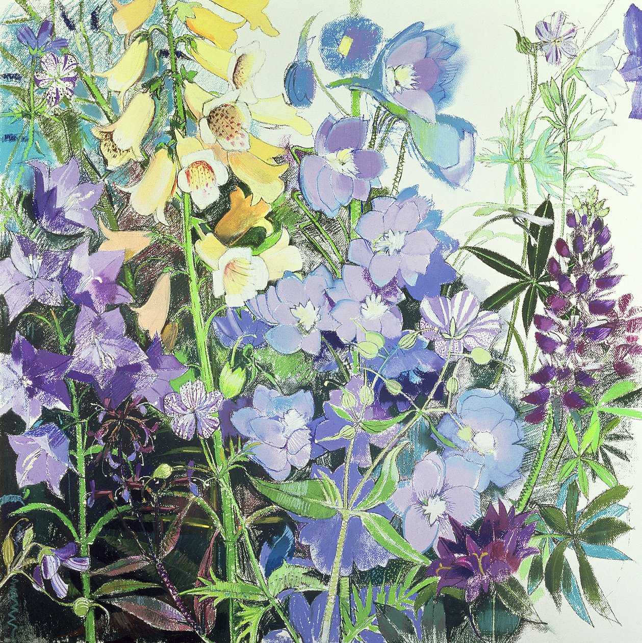 Delphiniums og revehansker av Claire Spencer