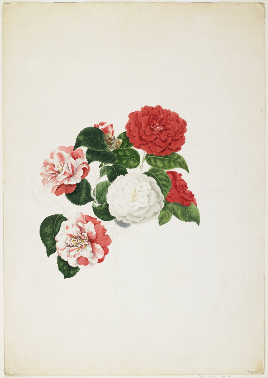 Vanlige kameliaer (Camellia japonica) (wc og grafitt på papir) av Clara Maria Pope