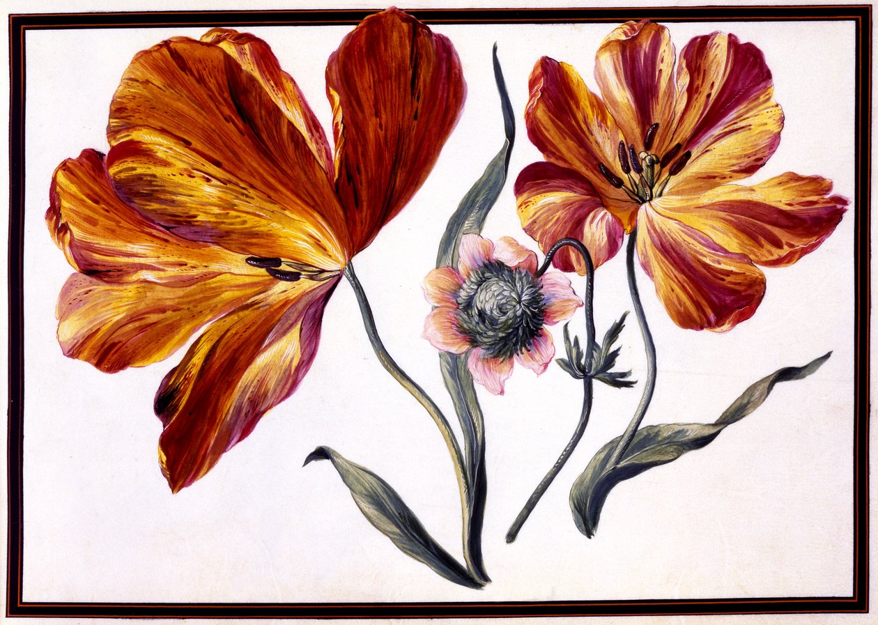 Tulipaner og anemone, ca. 1690 av Claude Aubriet