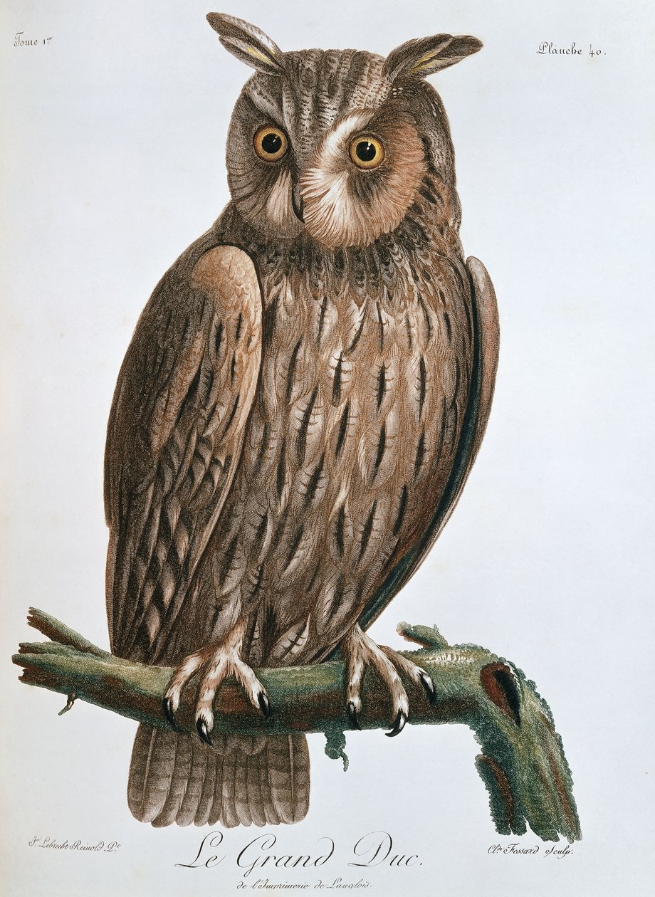Le Grand Duc", Ørneugle, 1799-1808 av Claude Fessard