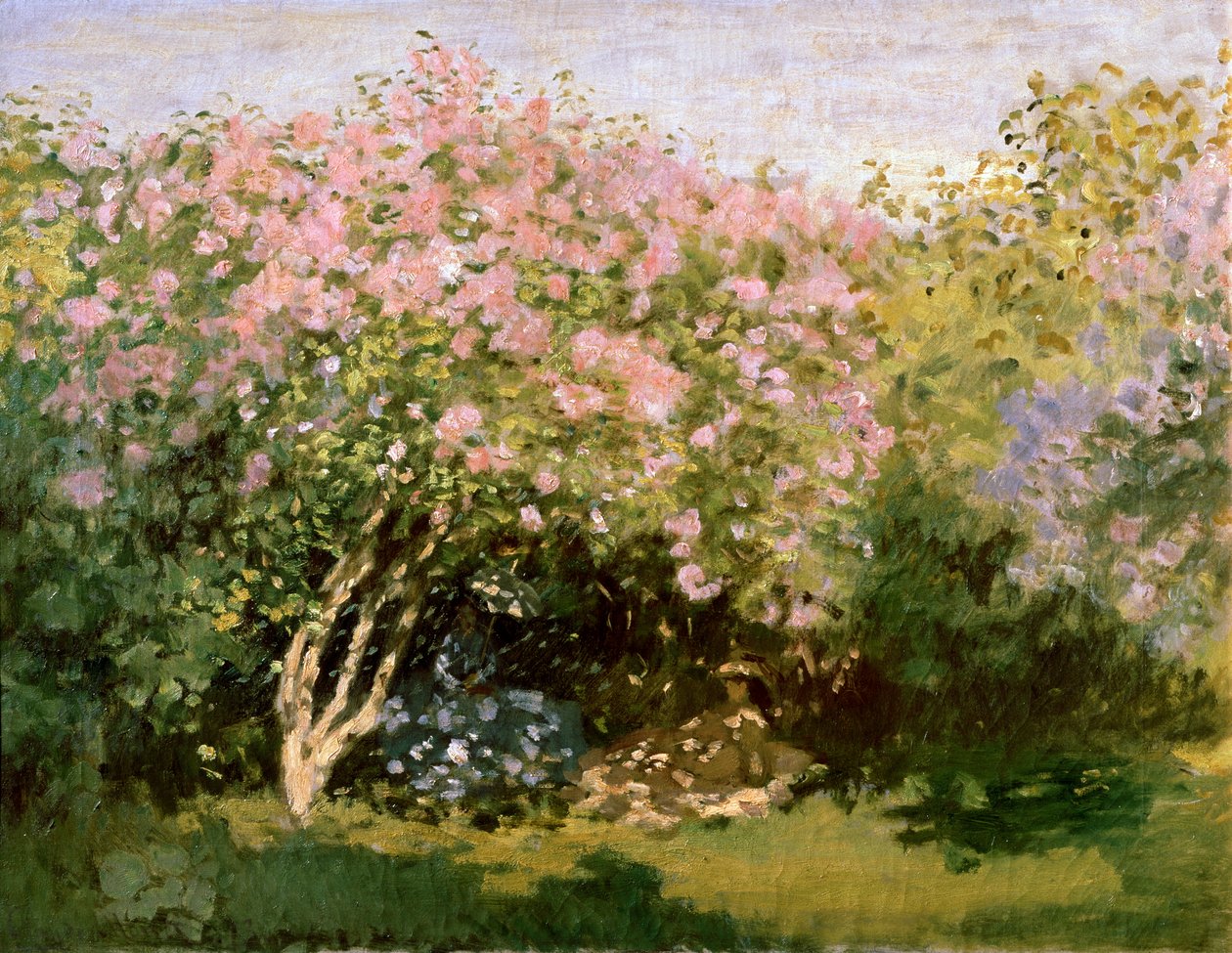 Syrin i solen, 1872-1873. av Claude Monet