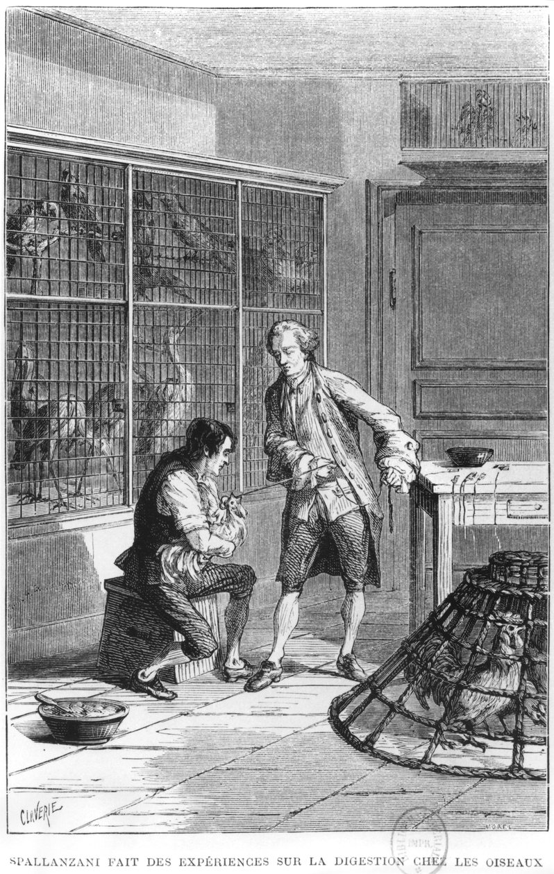 Abbed Lazzaro Spallanzani (1729-99) undersøker fysiologien til fordøyelsen på fugler, illustrasjon fra 