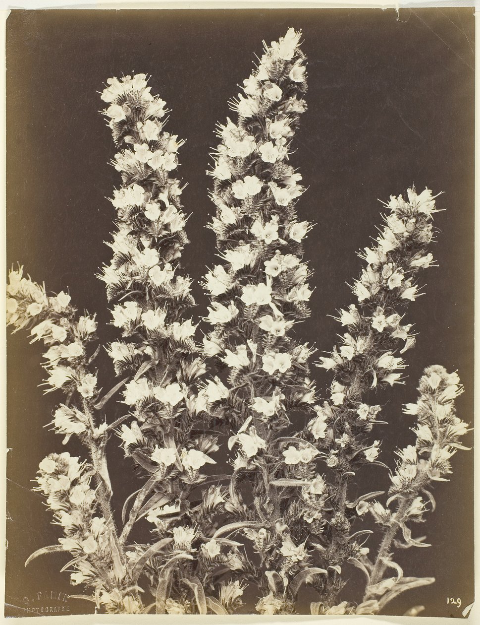 Uten tittel [blomstrende plante], ca. 1870. av Constant Alexandre Famin