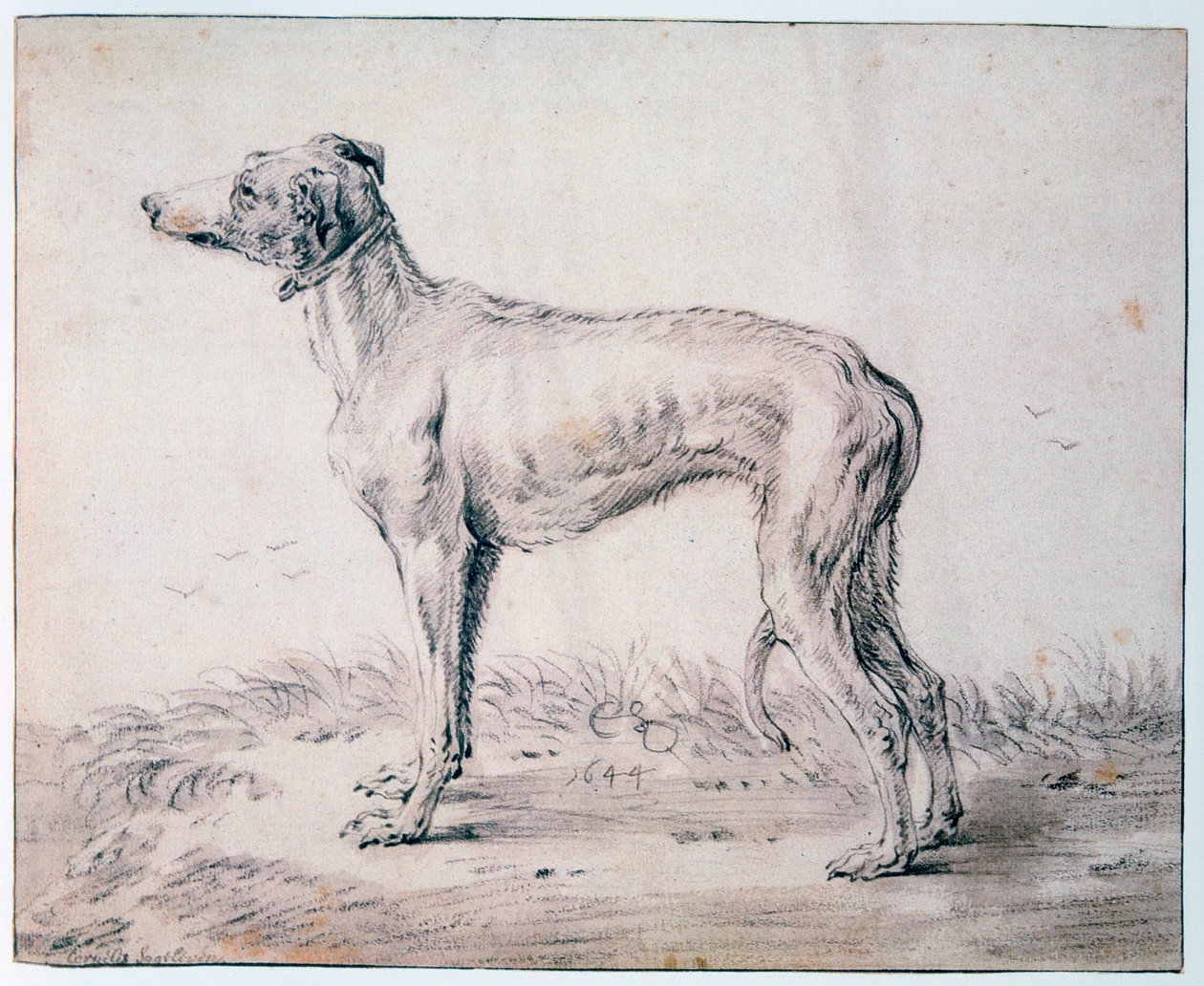 Greyhound, 1644 av Cornelis Saftleven