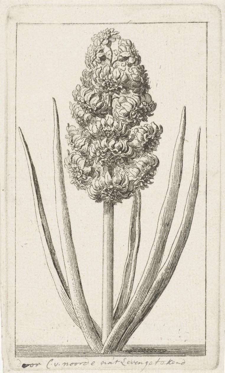 Hyacint av Cornelis van Noorde