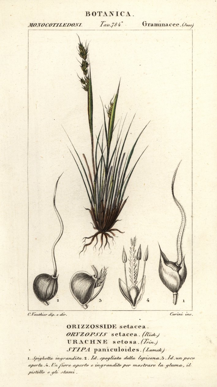 Spydgress, Piptochaetium panicoides av Corsi Corsi
