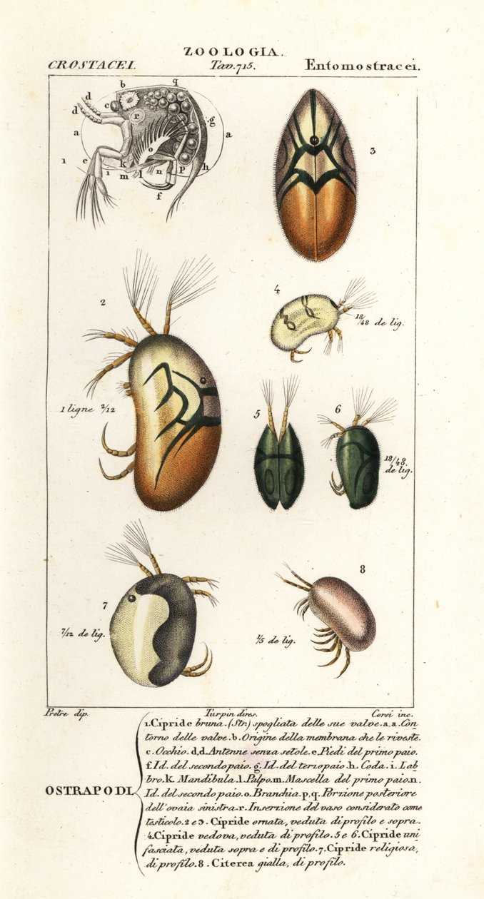 Arter av ostracoder av Corsi Corsi