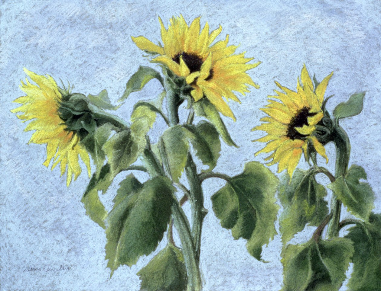 Solsikker, 1996 (pastell) av Cristiana Angelini