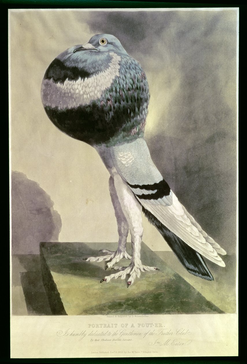 Portrett av Pouter Pigeon av D. Wolsenholme