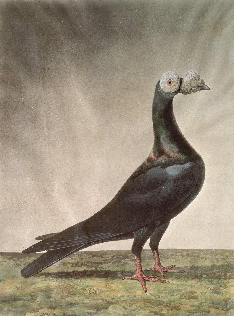 Portrett av en brevdue av D. Wolsenholme