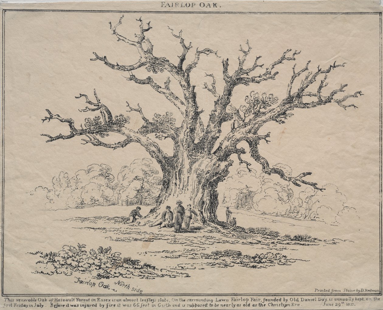 Fairlop eik av D. H. Redman