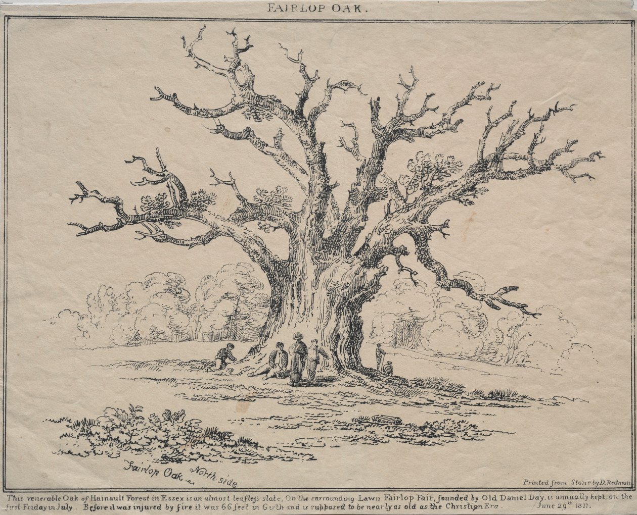 Fairlop Oak, 1811. av D. H. Redman