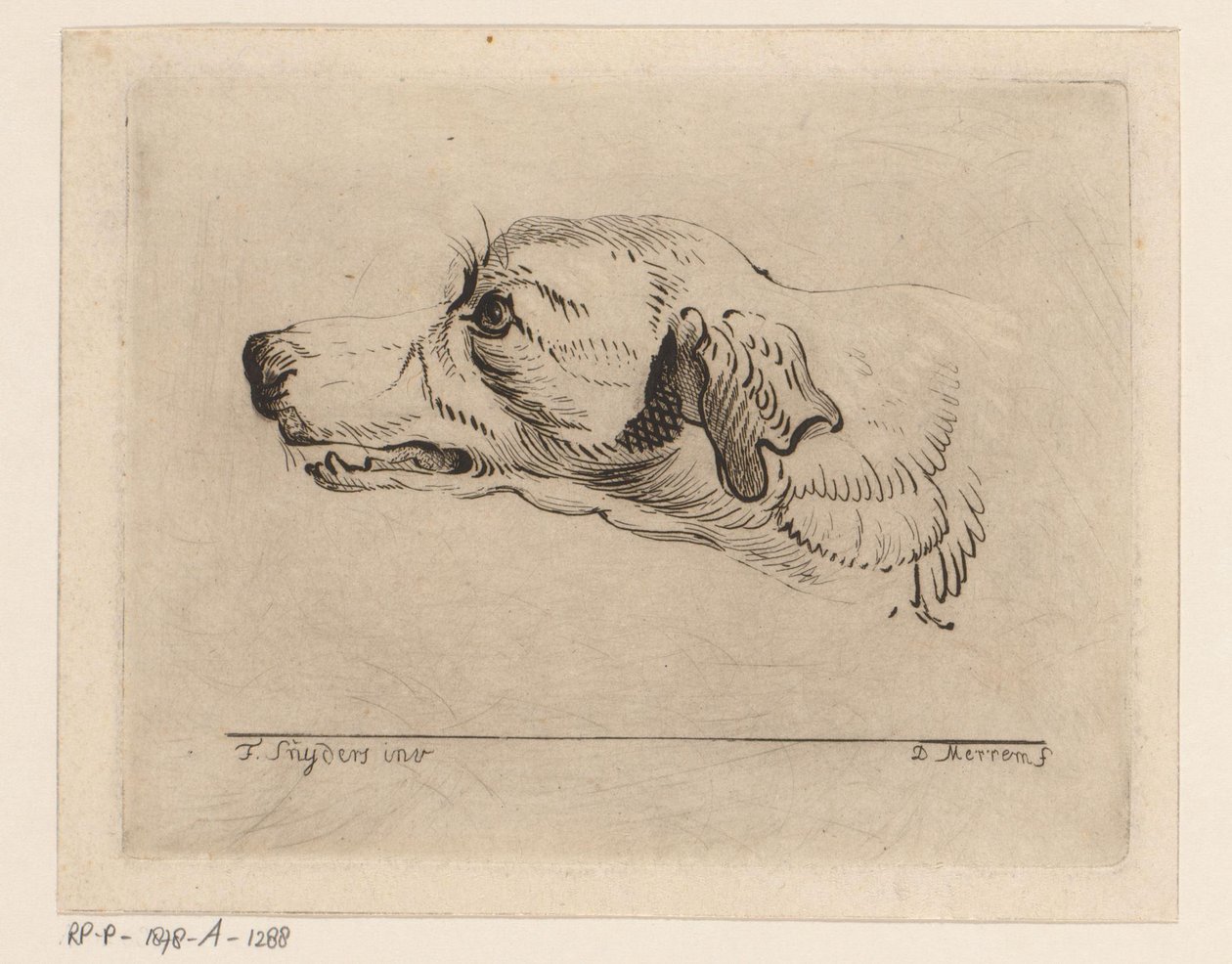Hodet til en hund av D. Merrem