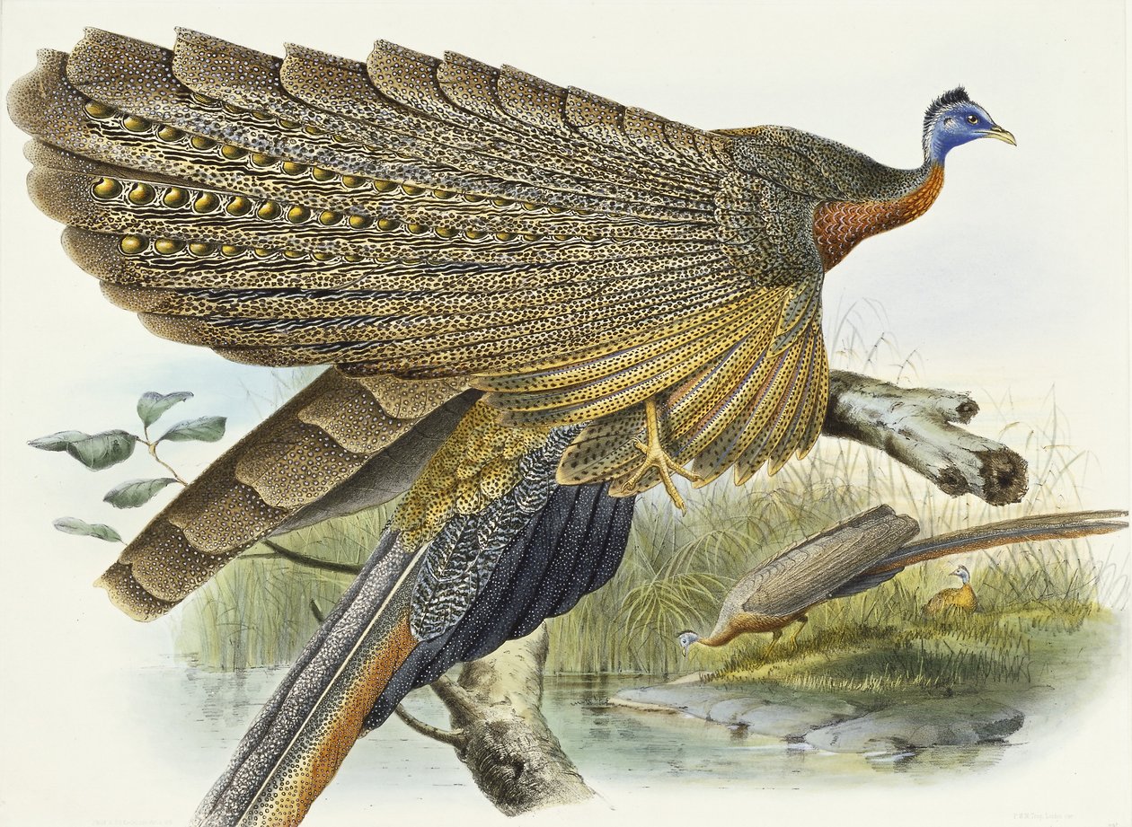 Phadianidae. Argusianus Grayli, 1870-1872 av Daniel Giraud Elliot