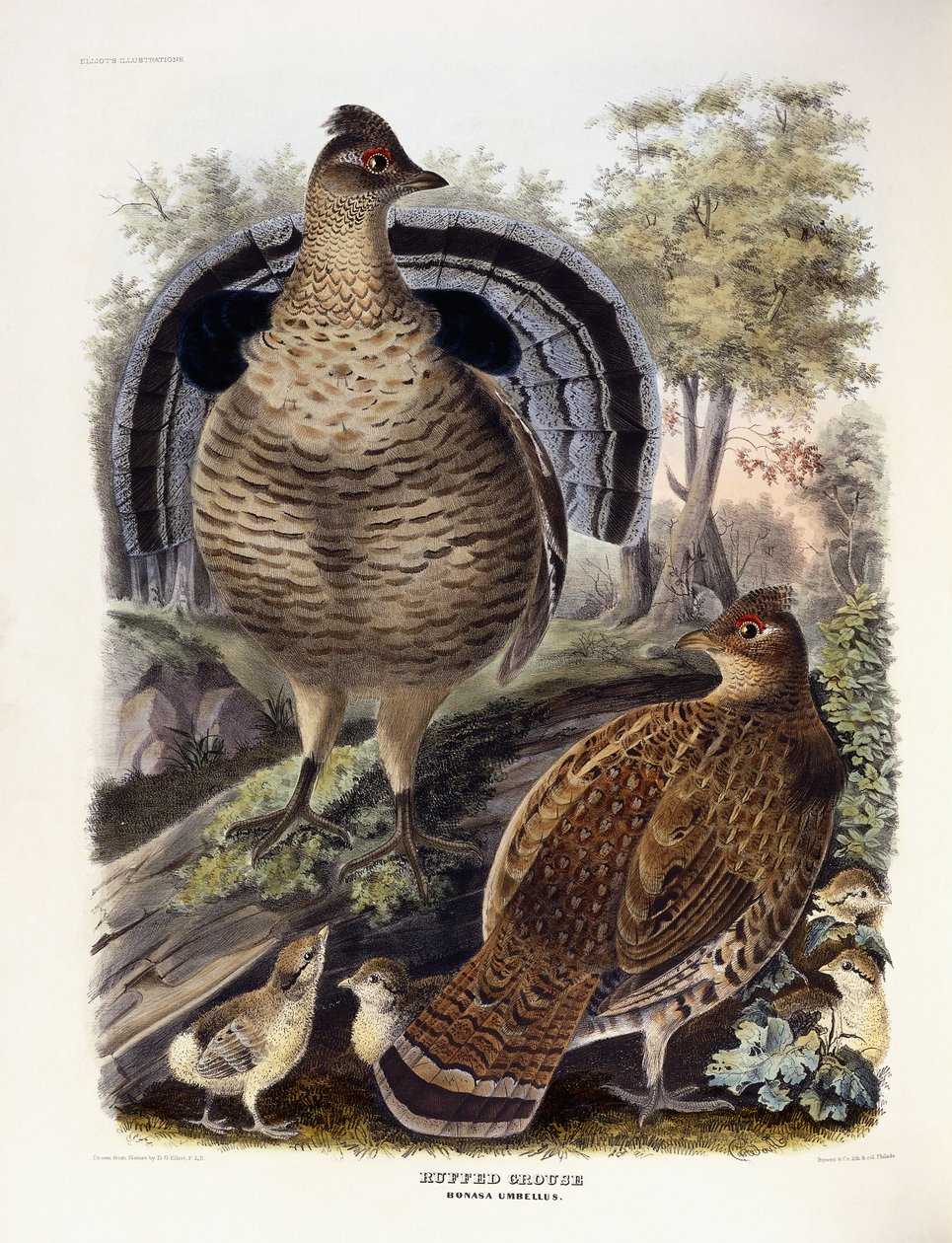 Ruffed Rype, 1865 av Daniel Girard Elliot