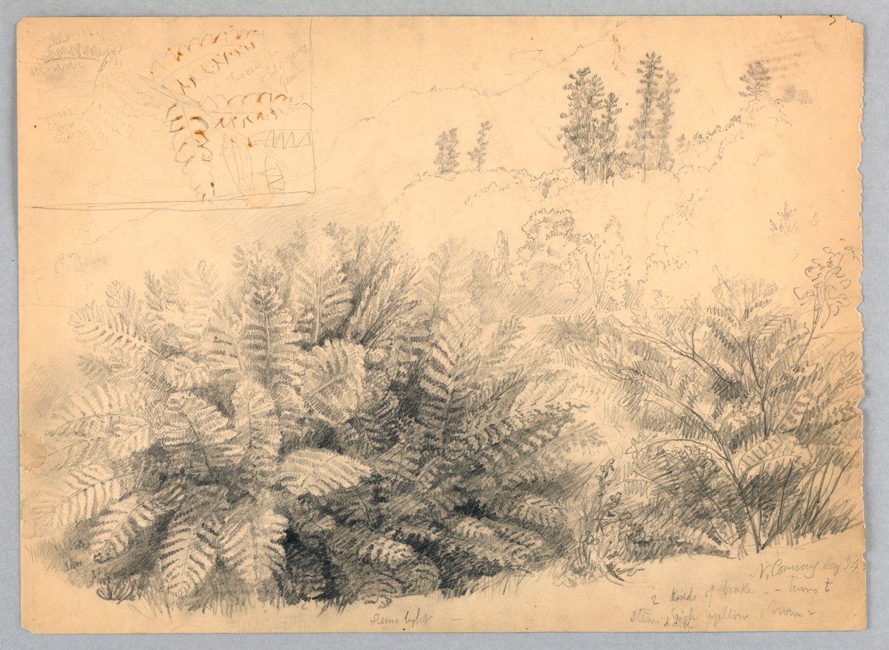 Ferns, North Conway, New Hampshire av Daniel Huntington