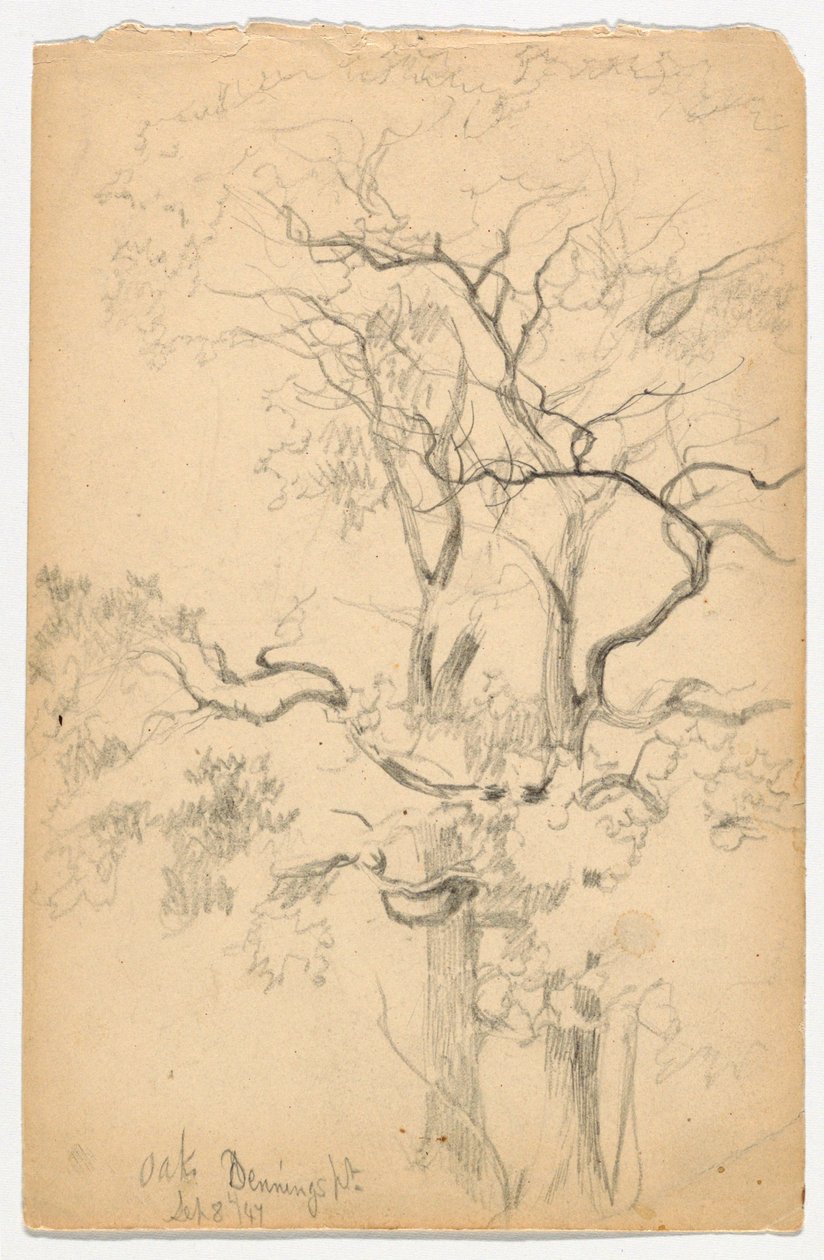 Studie av Oaks ved Dennings Point av Daniel Huntington