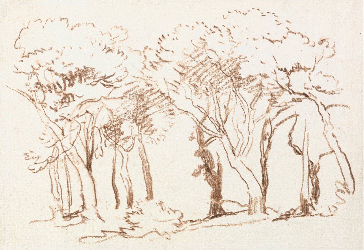 Studie av trær av David Cox