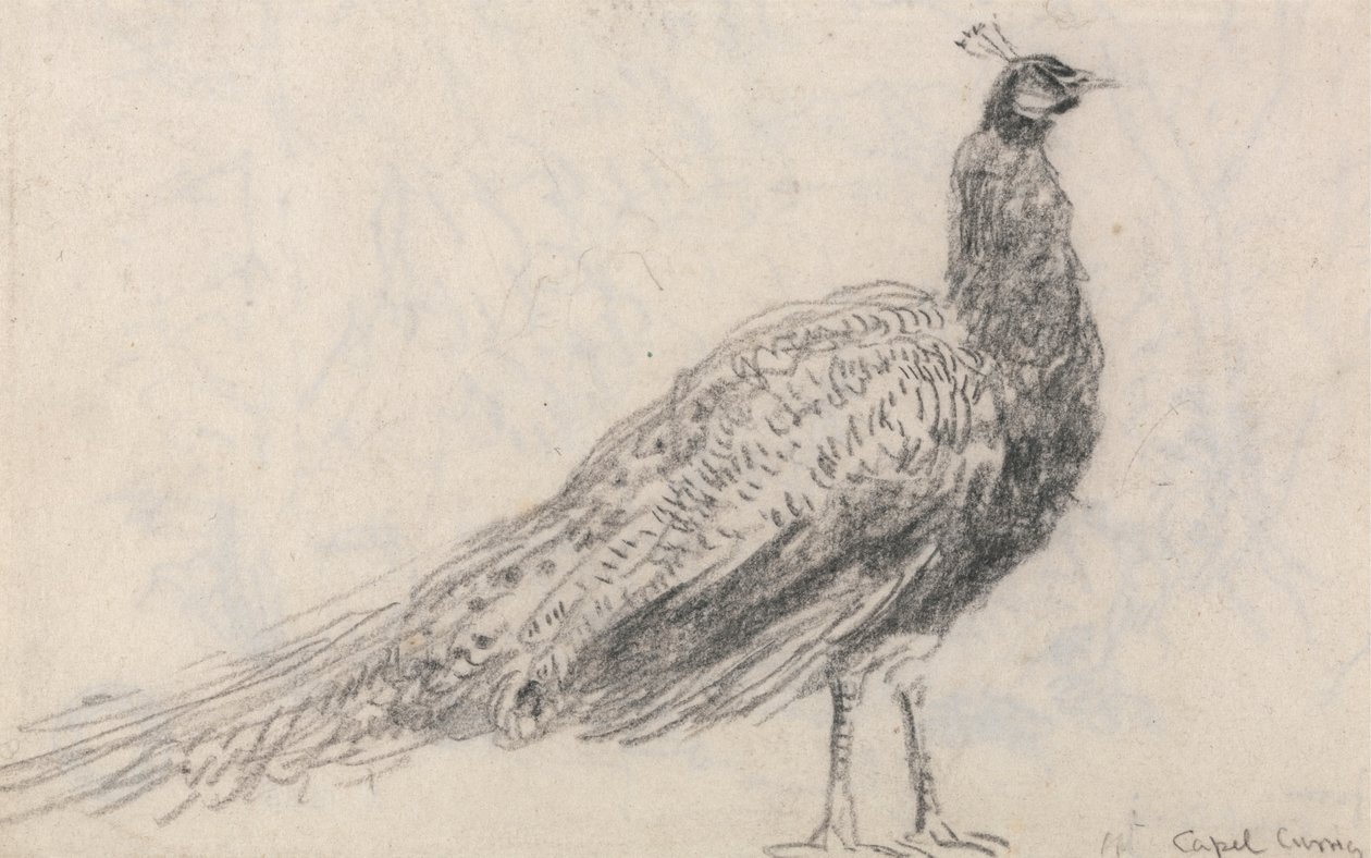 Påfugl ved Capel Curig av David Cox