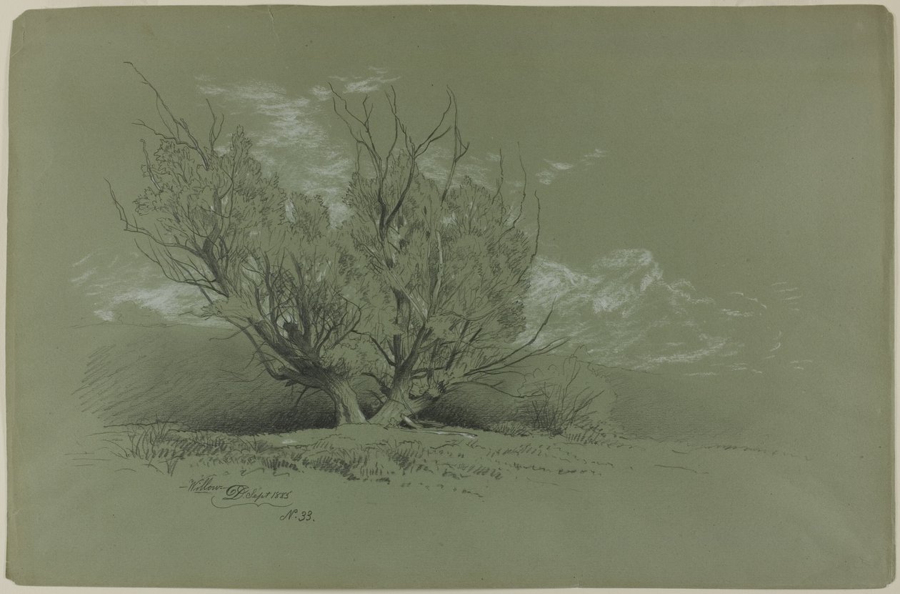 Willow av David Johnson