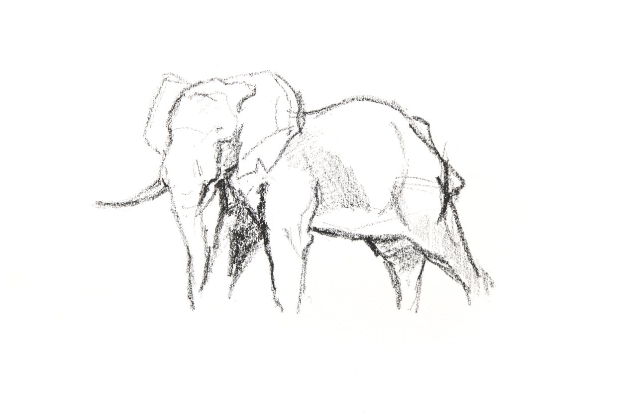 Bull Elephant, 2021 (fargestift på papir) av David Mayer