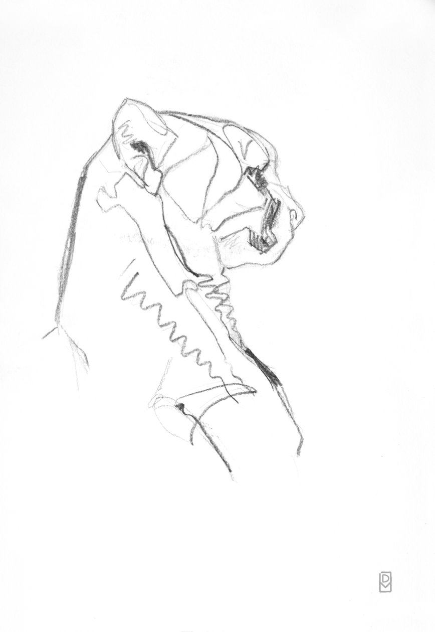 Cheetah, 2014 (Grafitt på papir) av David Mayer