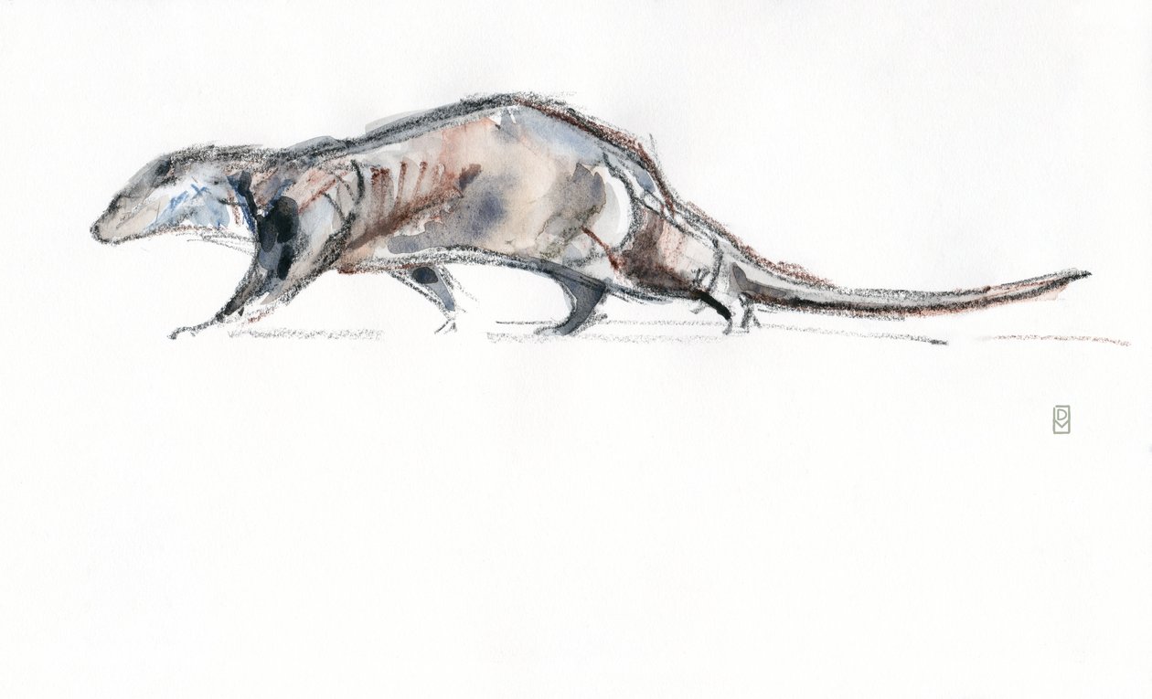Otter running, 2022 (akvarell/fargestift på papir) av David Mayer