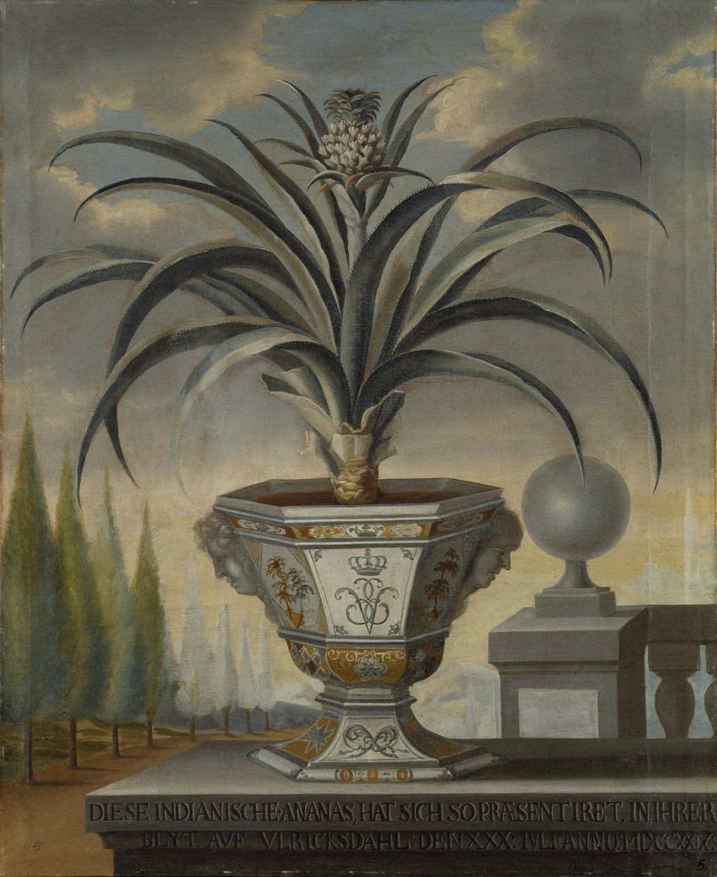 Ananasplante, 1729 av David von Coln