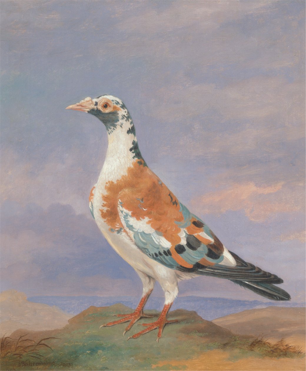 Studier av brevdue av Dean Wolstenholme