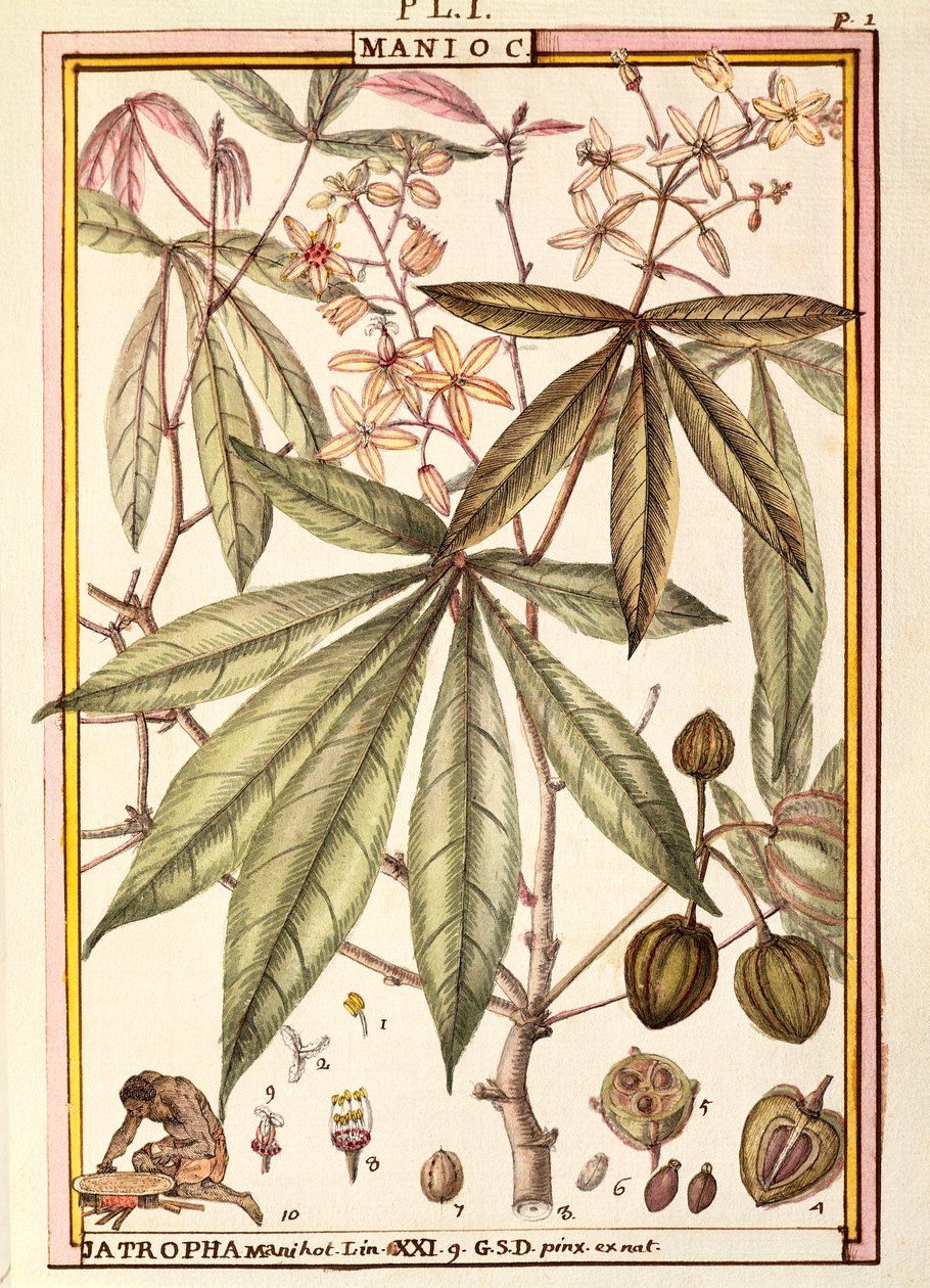 Cassava (Jatropha manihot), av Delahaye, akvarell av Delahaye Delahaye