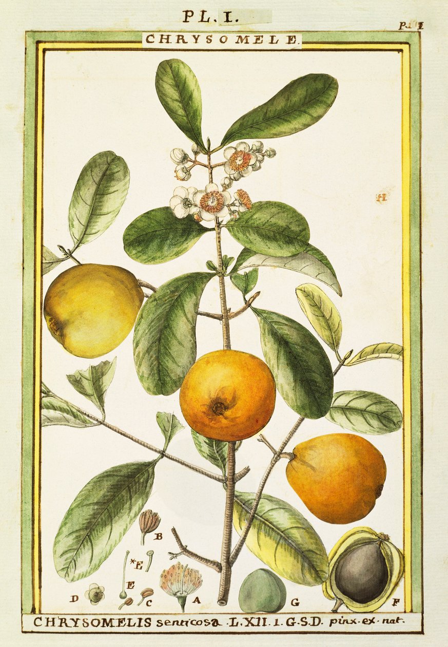 Chrysomele (Chrysomelis senticosa), akvarell av Delahaye av Delahaye Delahaye