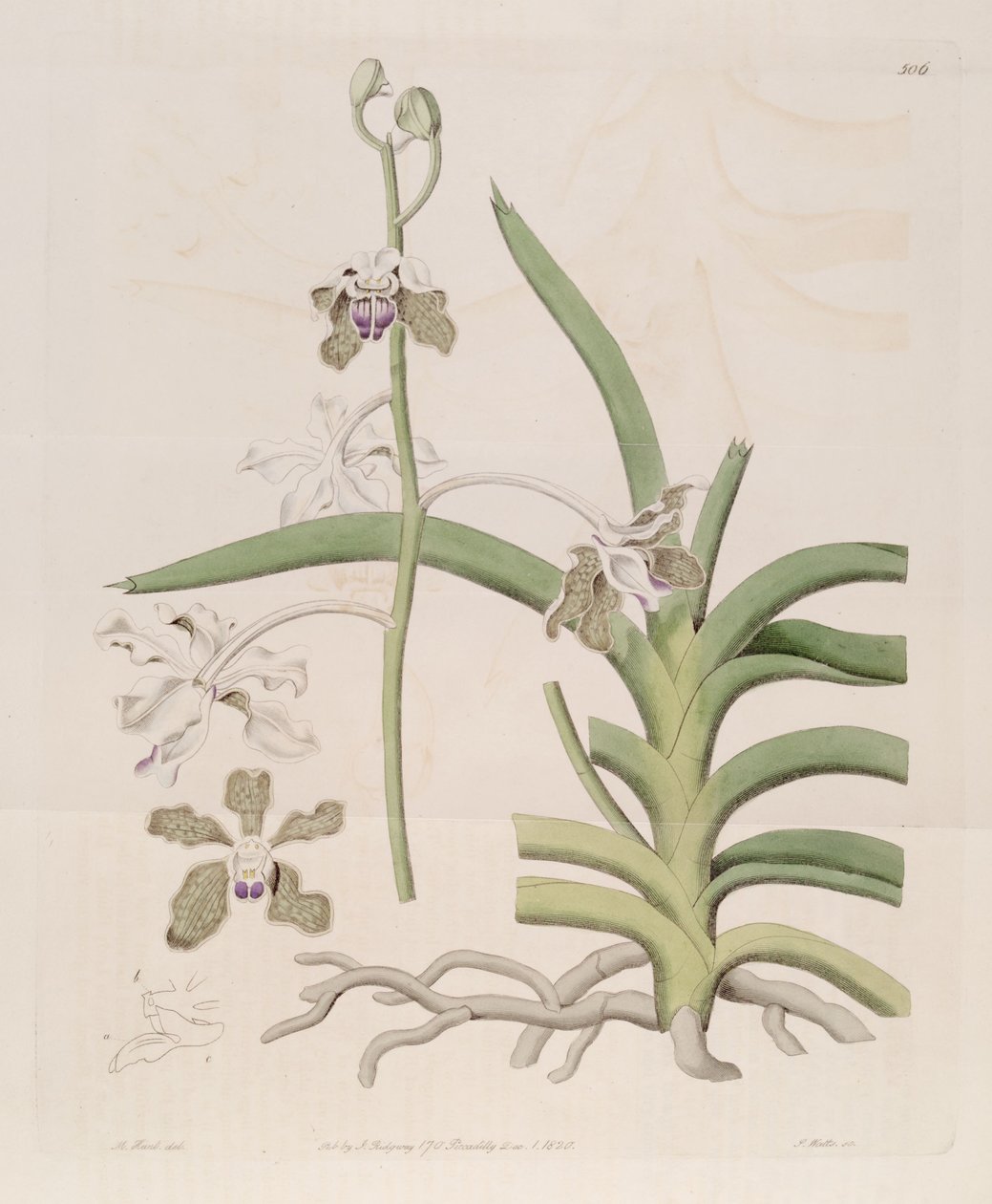 Illustrasjon av Vanda tessellata (som syn. Vanda roxburghii) av Designer