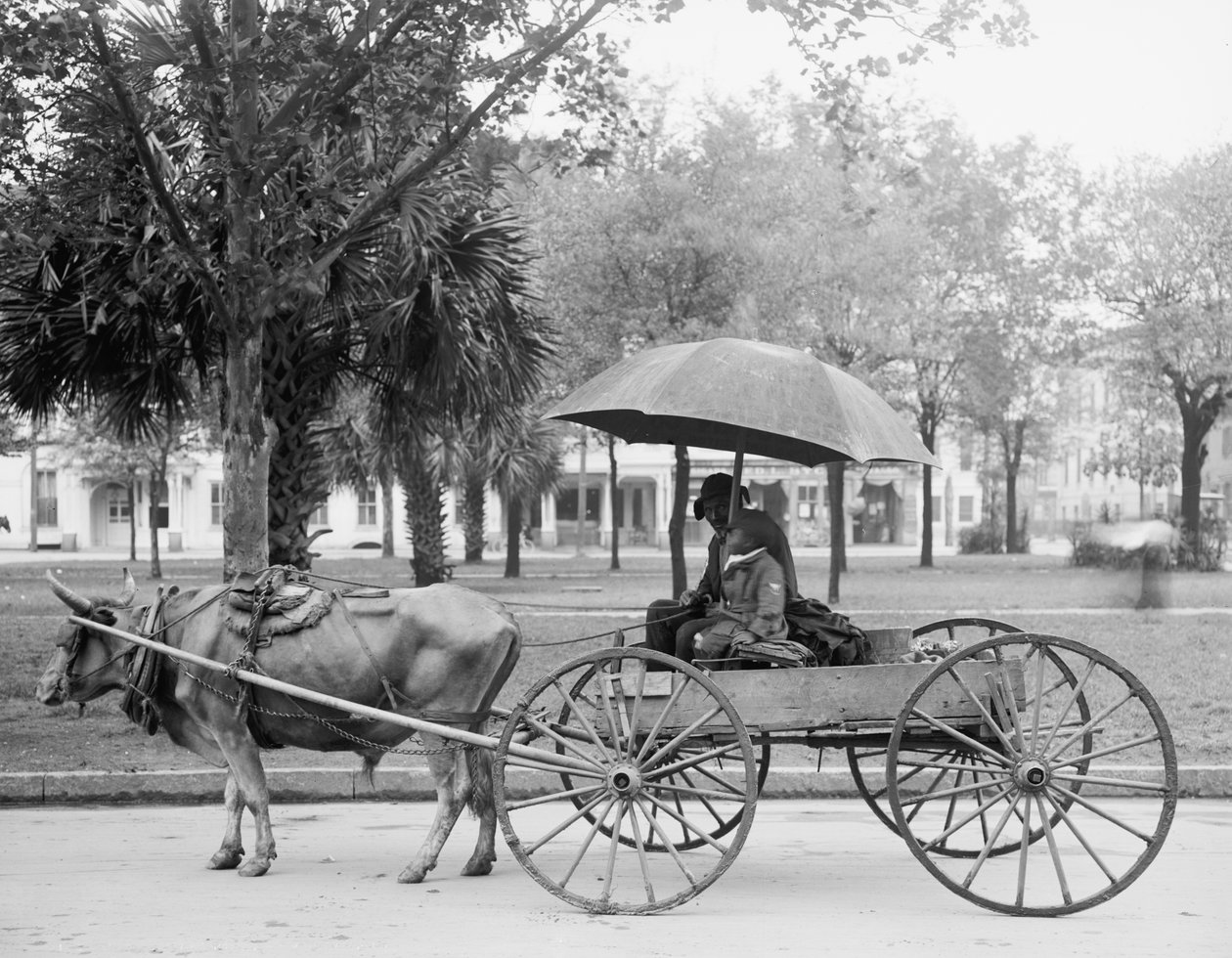 Bovinmobile i Savannah, Georgia av Detroit Publishing Co.