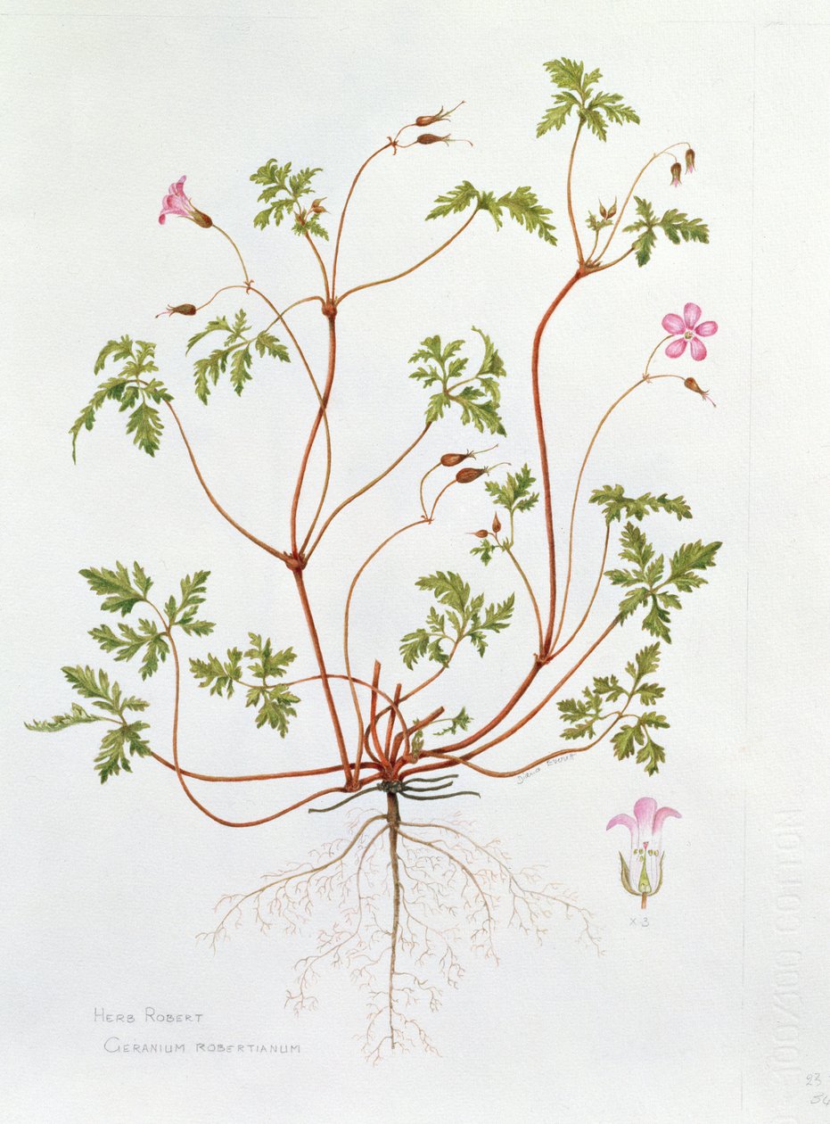 Herb Robert (wc på papir) av Diana Everett