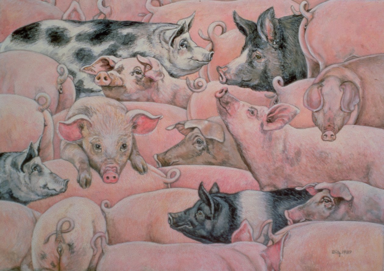 Pig-Spread av Ditz