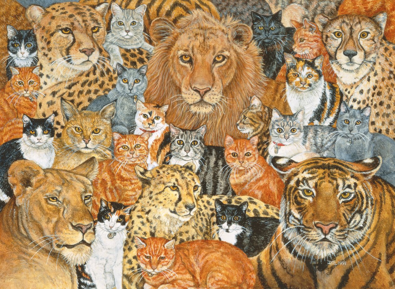 Semi Wild Cat Spread av Ditz