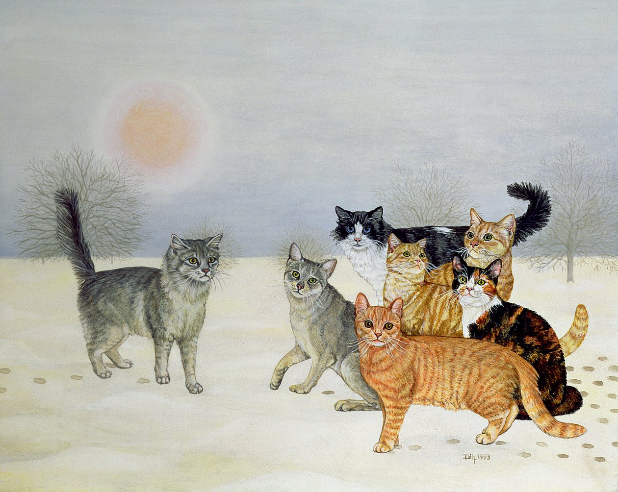 Vinter-katter av Ditz