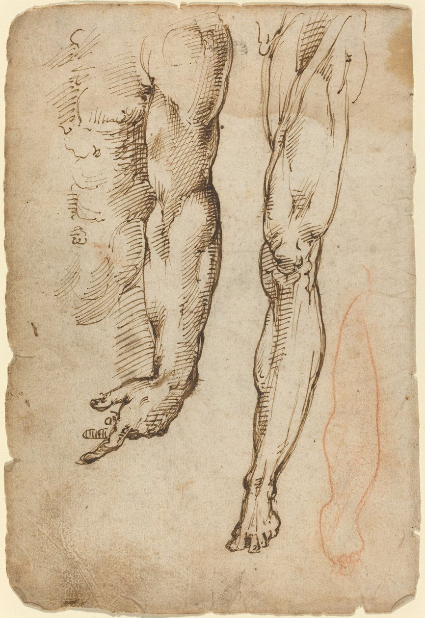 Anatomiske studier av Domenico Beccafumi
