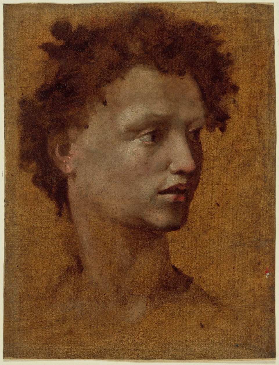  av Domenico Beccafumi
