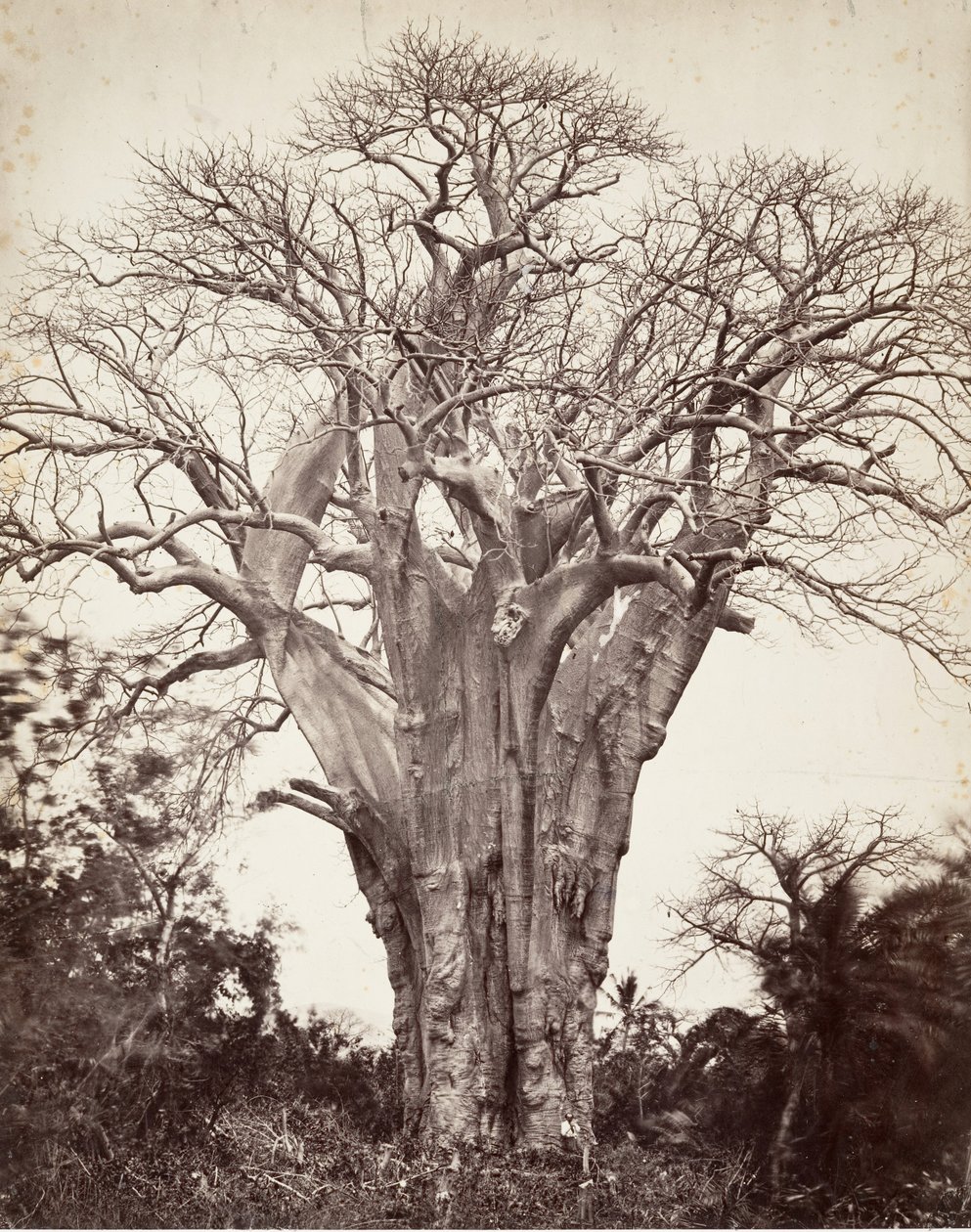 Baobab på Moheli, 1863. av Désiré Charnay