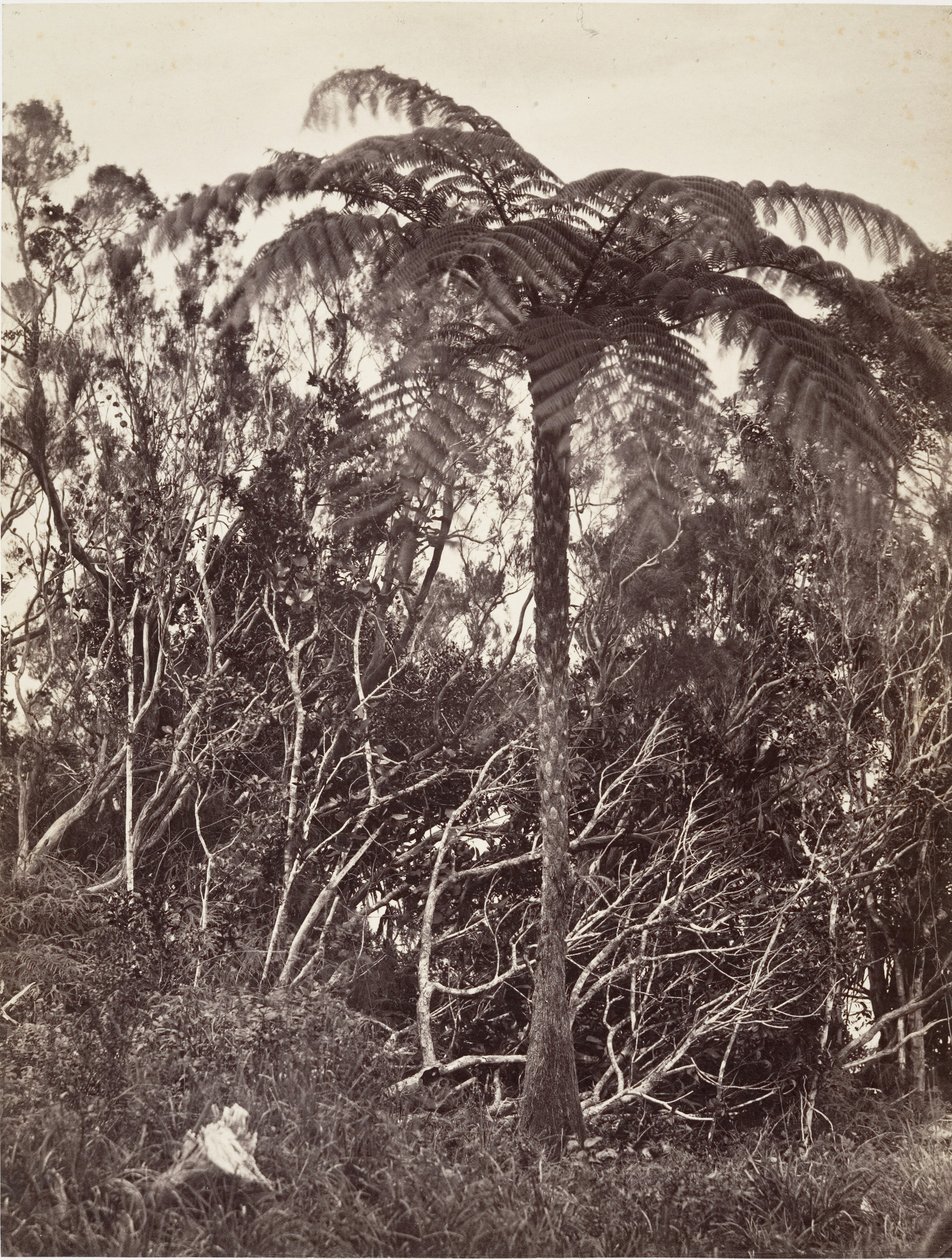 Trebregne, 1863. av Désiré Charnay