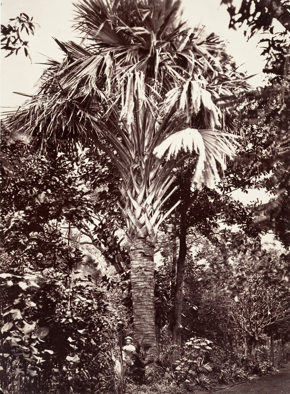 Grand Latanier, 1863. av Désiré Charnay
