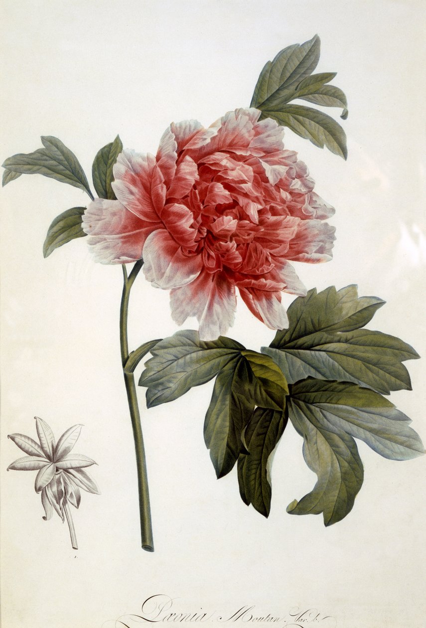 Paeonia Moutan, utgitt 1799 (fargestiple gravering) av Dutch School
