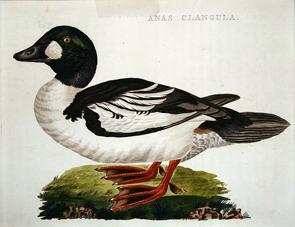 Anas Clangula av Dutch School