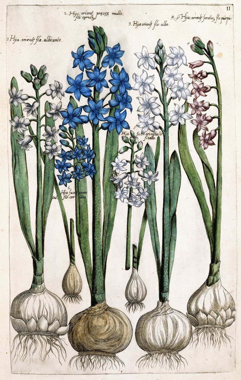 Hyacinter, 1631-1647 av Dutch School