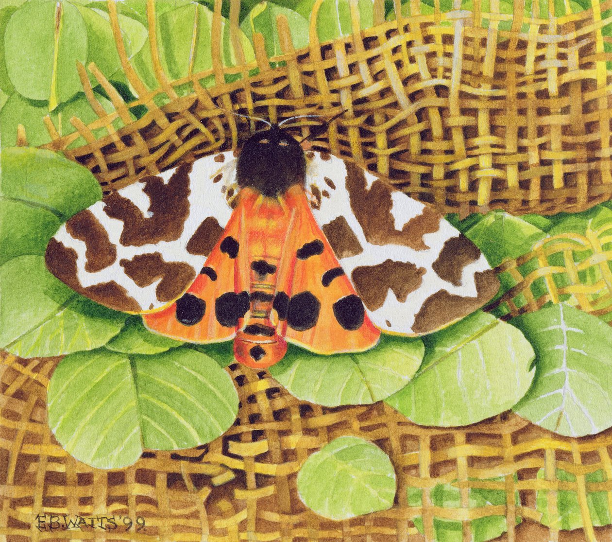 Tiger Moth, 1999 (akryl på papir) av E.B. Watts