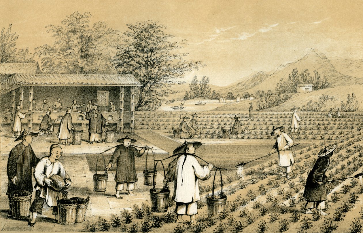 Kultur og tilberedning av te, Kina, 1847. av E Gilks